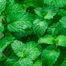WAKA MINI - 0mg/ml / Fresh Mint